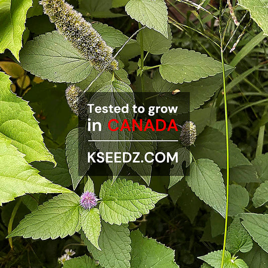 Bang-A - 방아 나물 image 1