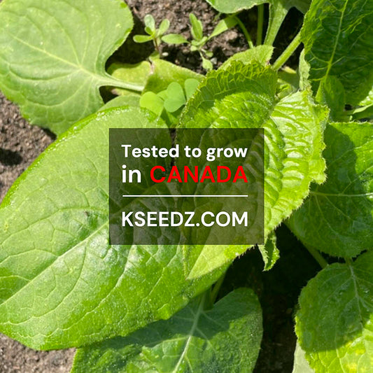 Gondre - 곤드레 image 1