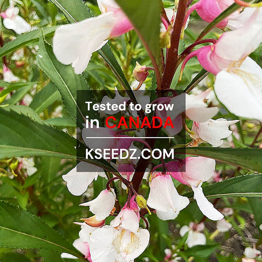 Garden Balsam Flower : Bongsunwha - 봉선화꽃 image 1