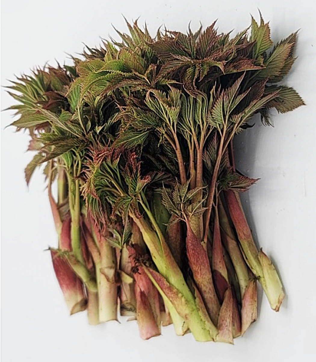 Goat's beard - 눈개승마,삼나물 image 0