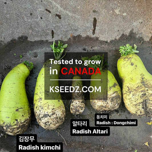 Radish Altari Spring - 알타리무 / 총각무 image 1