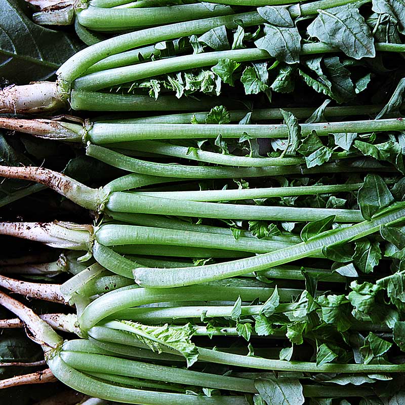 Young Radish Summer Dark - 흑진열무 image 0