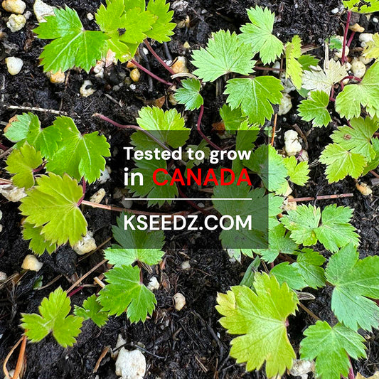 Chamnamul - 참나물, 파드득나물 image 1