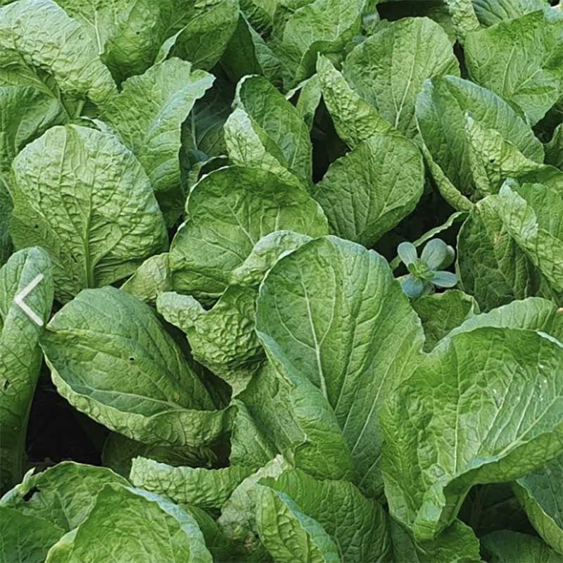 Mustard from Dolsan - 돌산갓 image 0