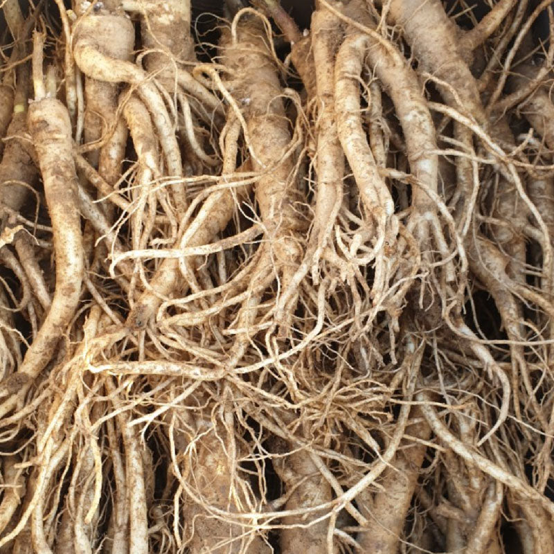 Korean ballon flower : Doraji - 도라지 image 0