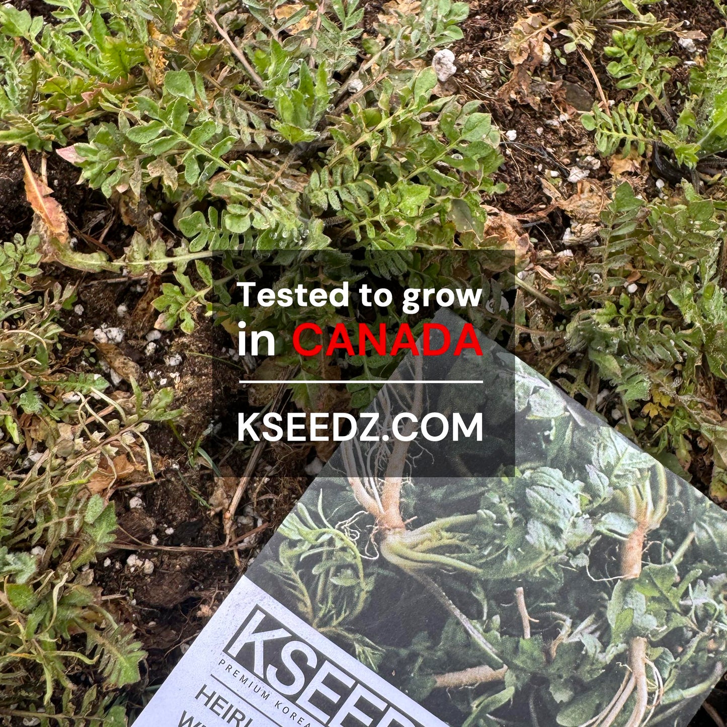 Korean shepherd's purse : Naengi - 냉이 image 1