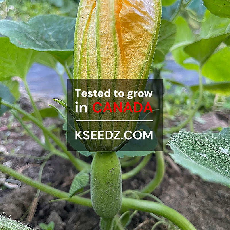 Zucchini Summer - 애호박 image 2