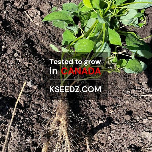 Korean Lance Asiabell : Deodeok - 더덕 image 1