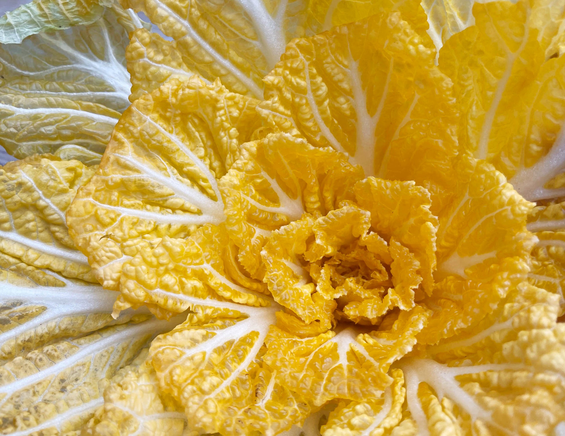 Kimchi cabbage : GOLD - 황금배추 image 0