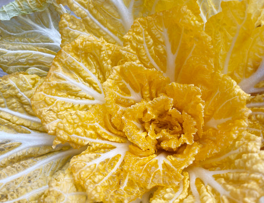 Kimchi cabbage : GOLD - 황금배추 image 0