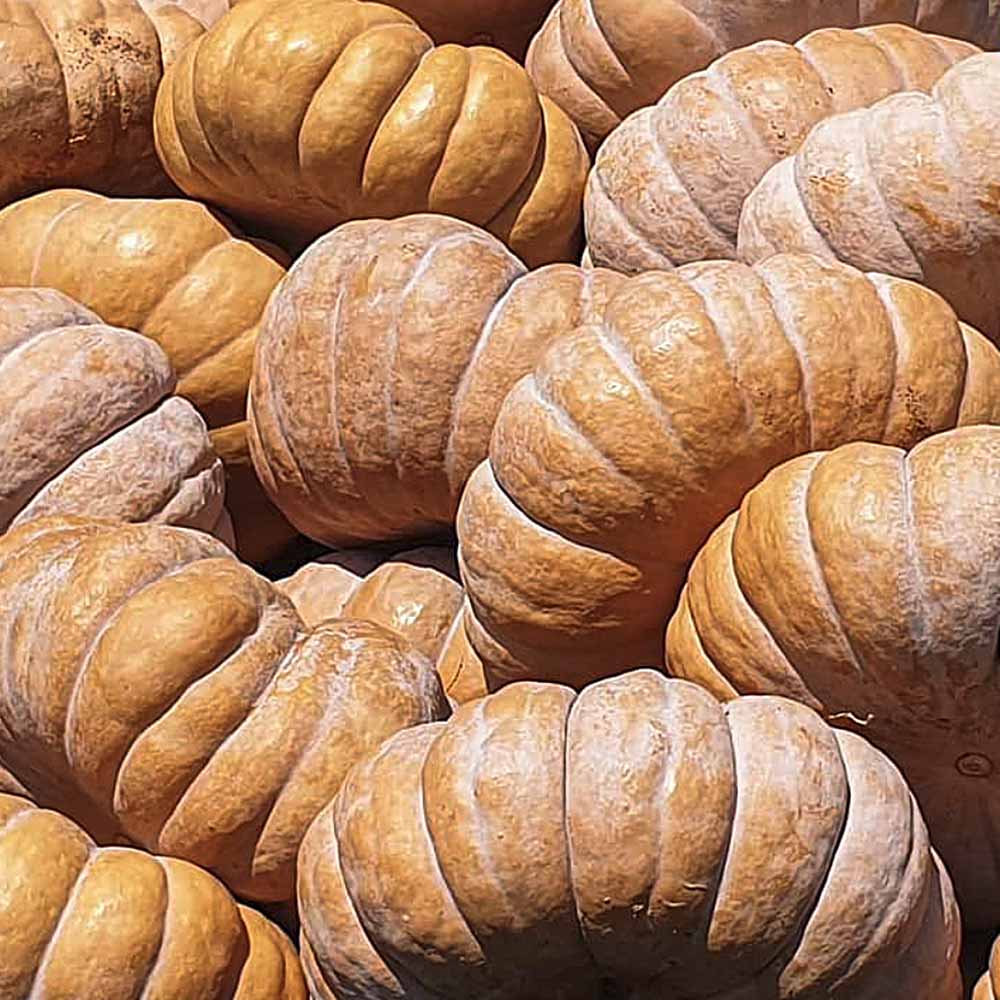 Pumpkin Old -맷돌호박 image 0