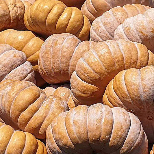 Pumpkin Old -맷돌호박 image 0