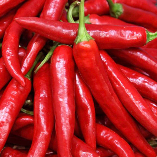Pepper Red : Mild - 홍고추 image 0
