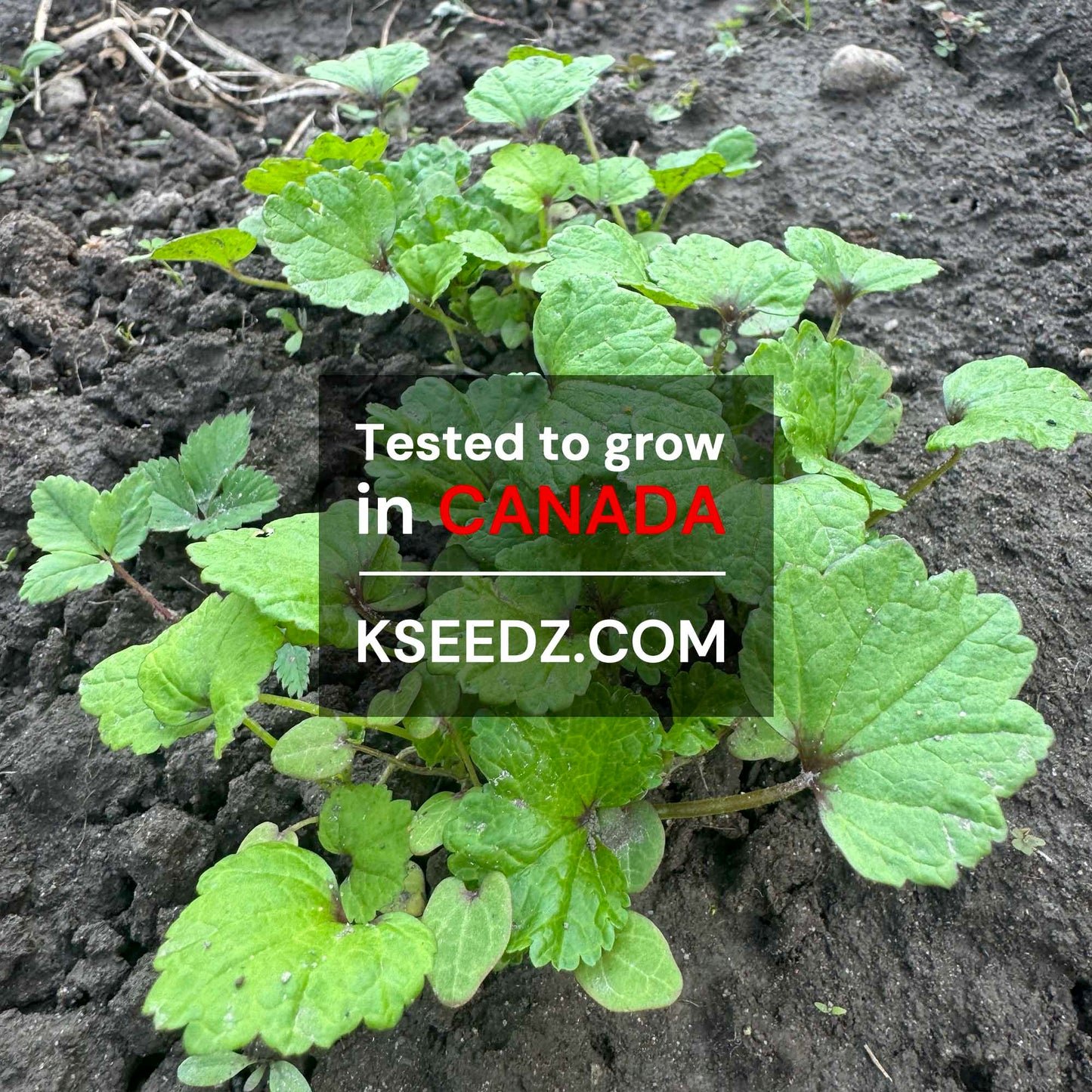 A-uk - 치마 아욱 image 1