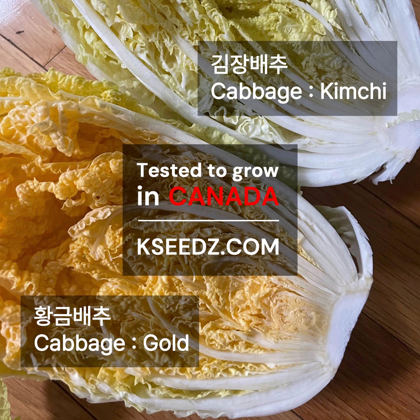 Kimchi cabbage : GOLD - 황금배추 image 1
