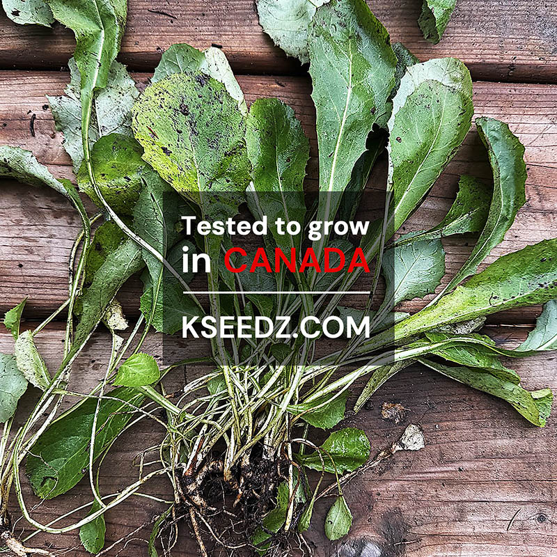 Korean godeulppaegi - 고들빼기,향고채 image 1