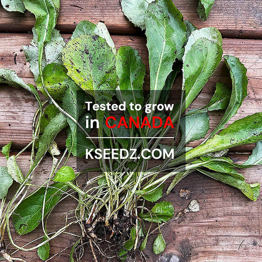 Korean godeulppaegi - 고들빼기,향고채 image 1