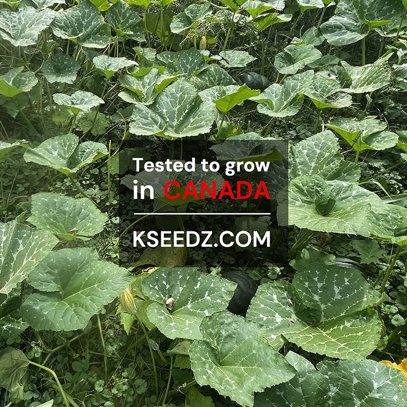 Pumpkin Old -맷돌호박 image 3