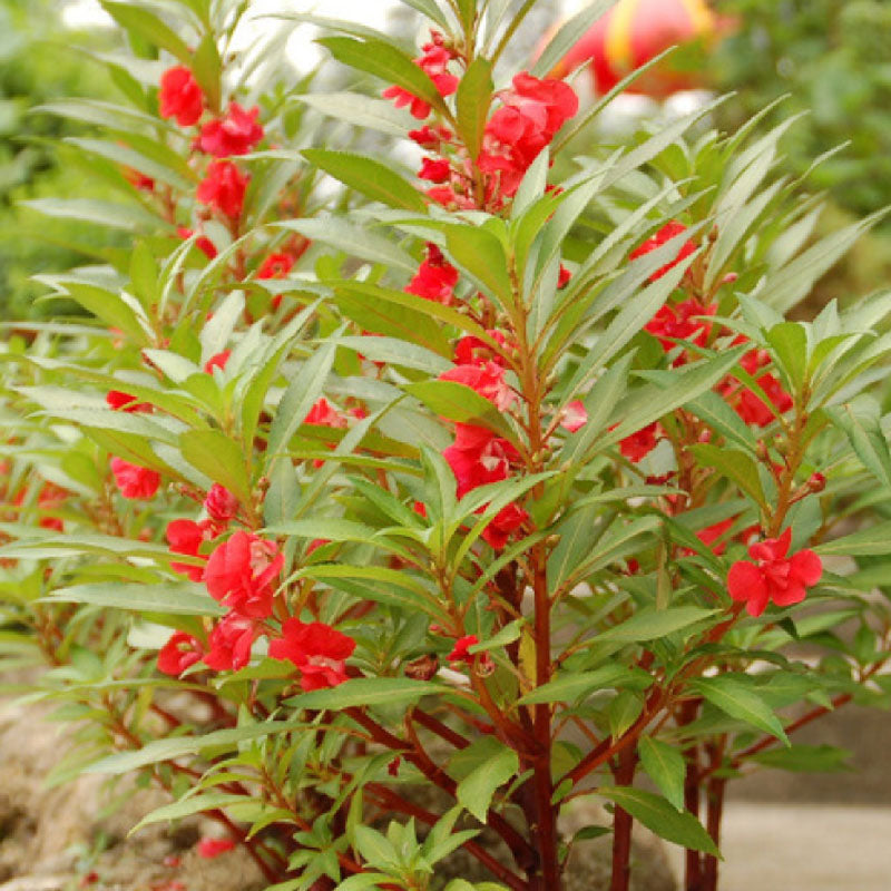 Garden Balsam Flower : Bongsunwha - 봉선화꽃 image 0