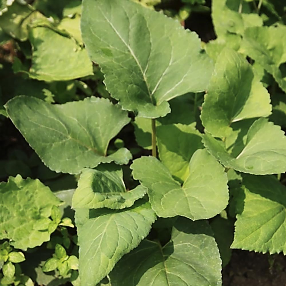 Edible aster - 참취나물 image 0