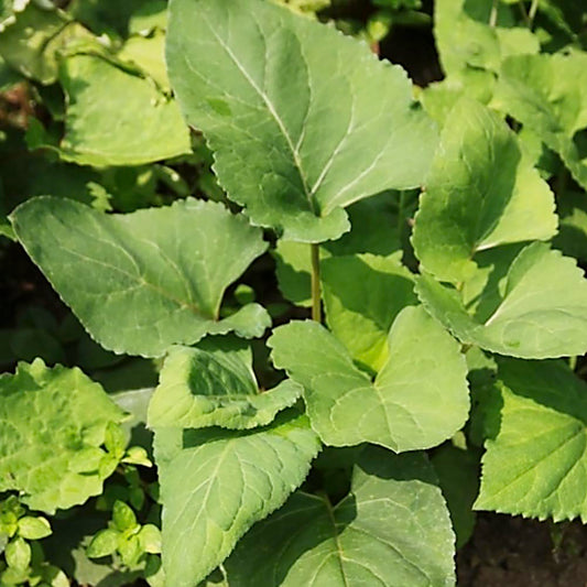 Edible aster - 참취나물 image 0