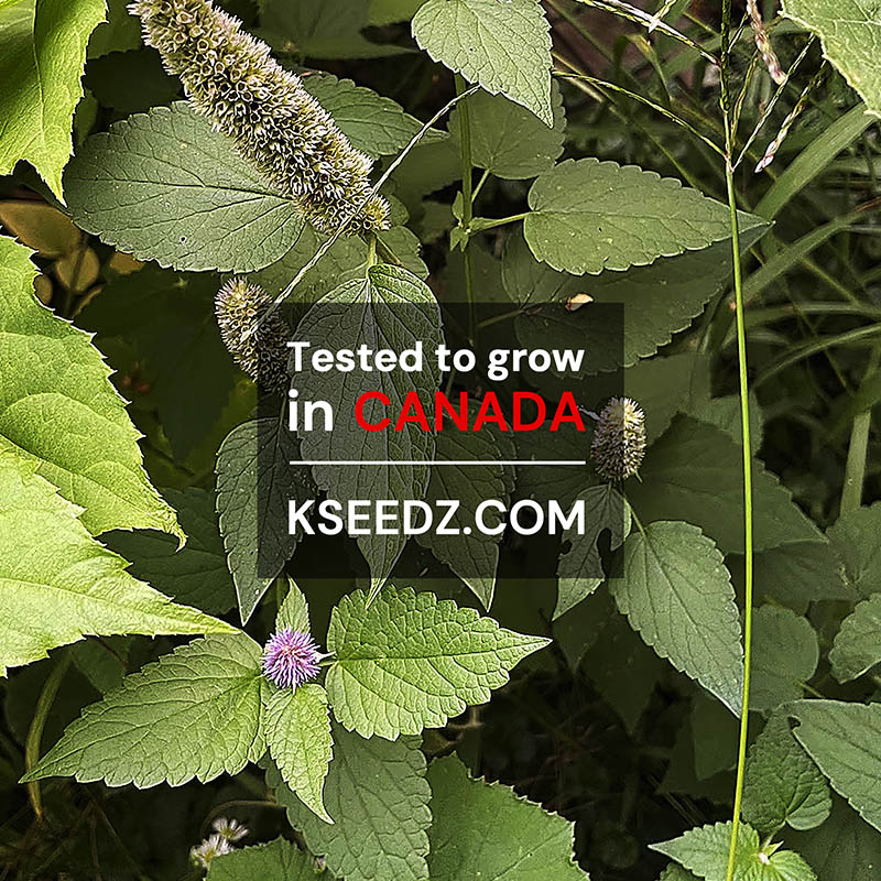 Bang-A - 방아 나물 image 1