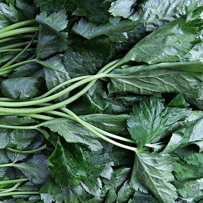 Chamnamul - 참나물, 파드득나물 image 0