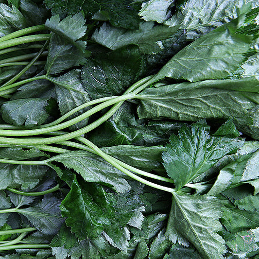 Chamnamul - 참나물, 파드득나물 image 0