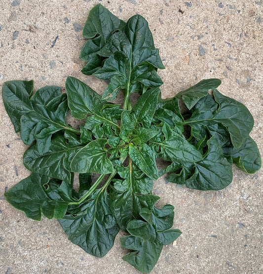 ! Spinach winter - 포항초, 섬초 시금치 image 0