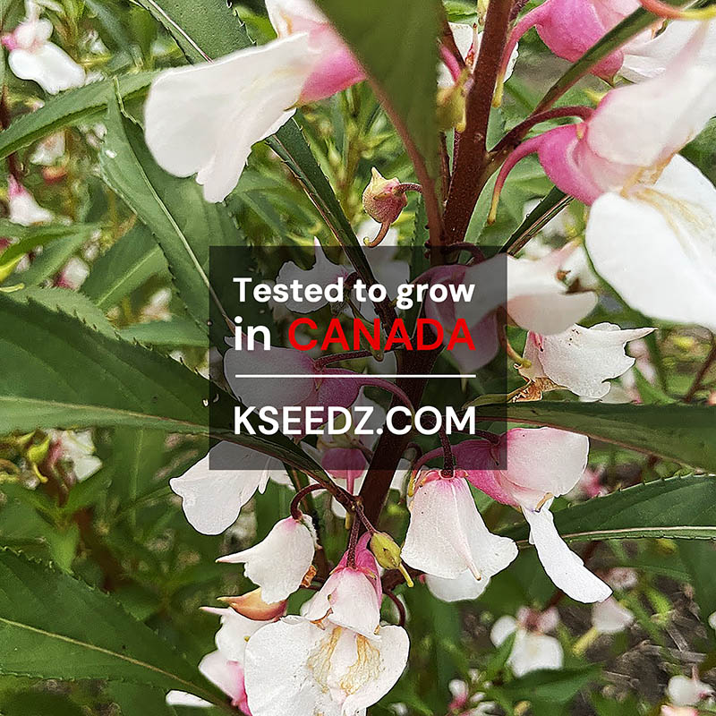 Garden Balsam Flower : Bongsunwha - 봉선화꽃 image 1