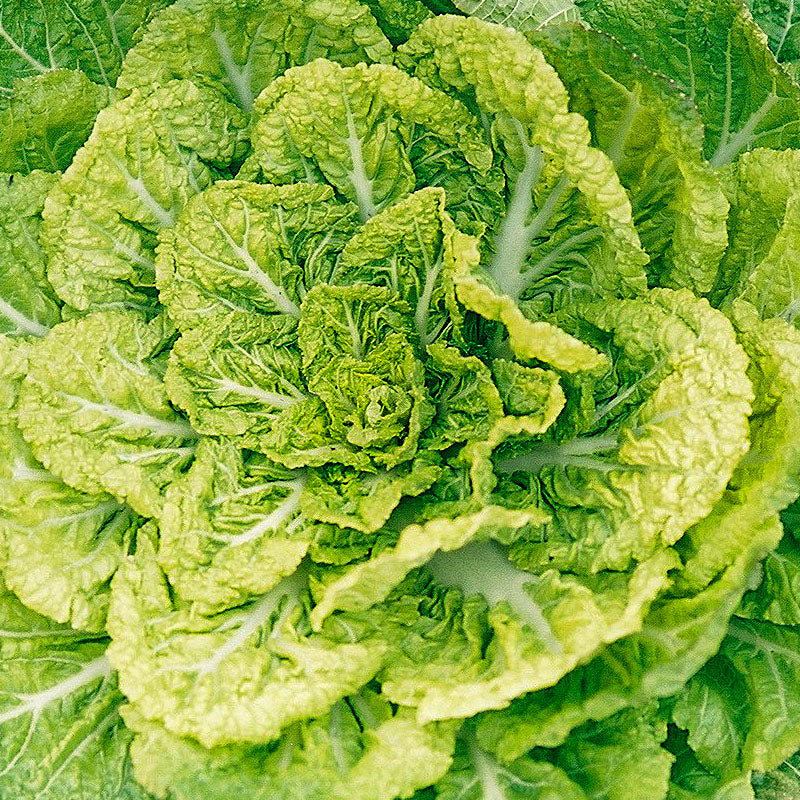 Cabbage Winter : Bomdong - 봄동 배추 image 0