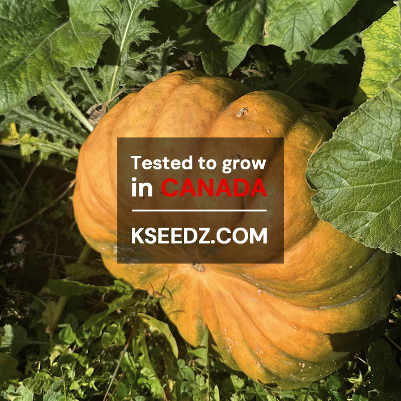 Pumpkin Old -맷돌호박 image 1