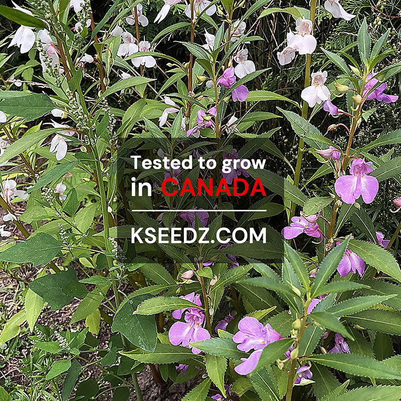 Garden Balsam Flower : Bongsunwha - 봉선화꽃 image 2