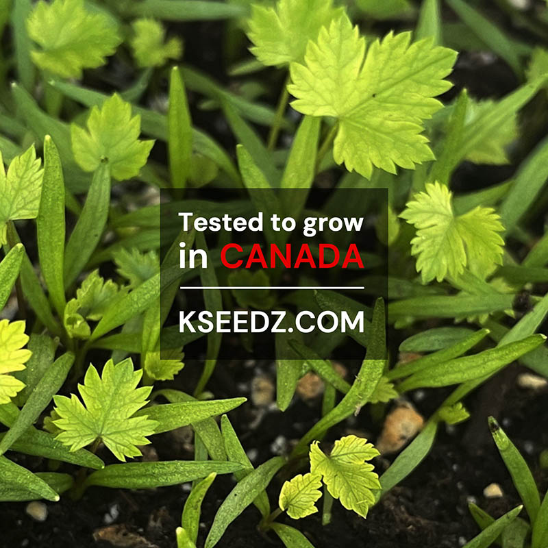 Ildangui - 일당귀 image 2