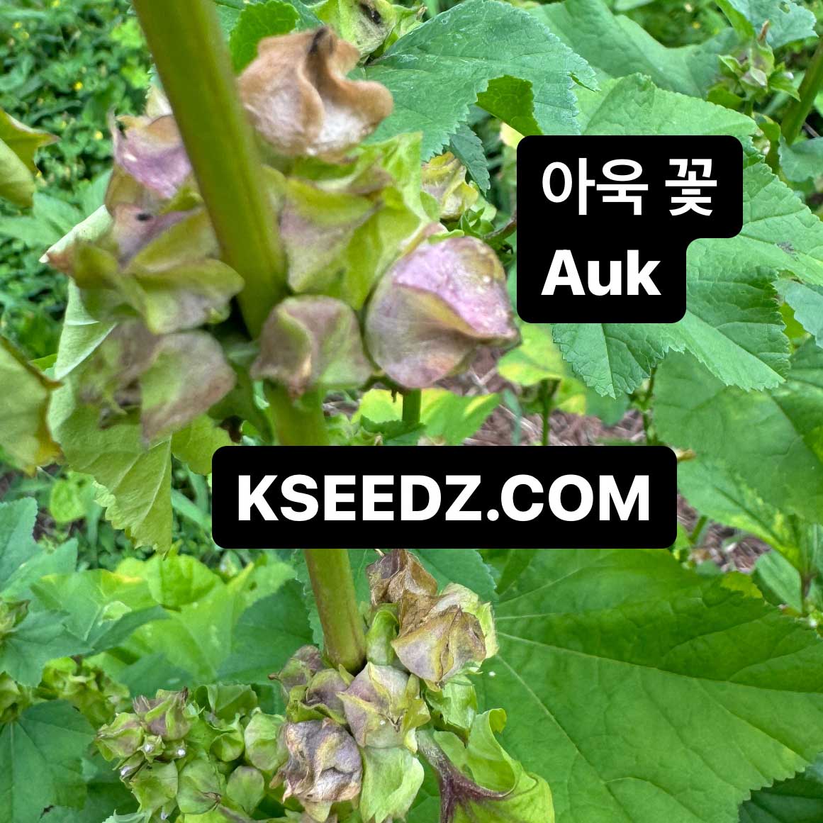 A-uk - 치마 아욱 image 2