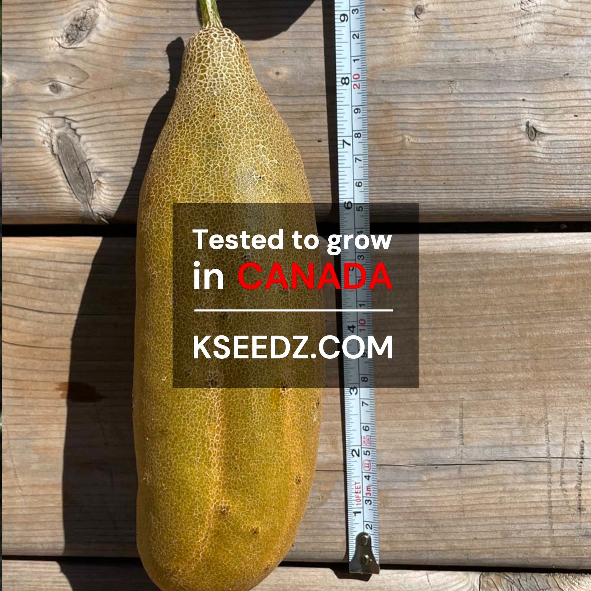 Cucumber old : Nogak - 노각오이 image 1