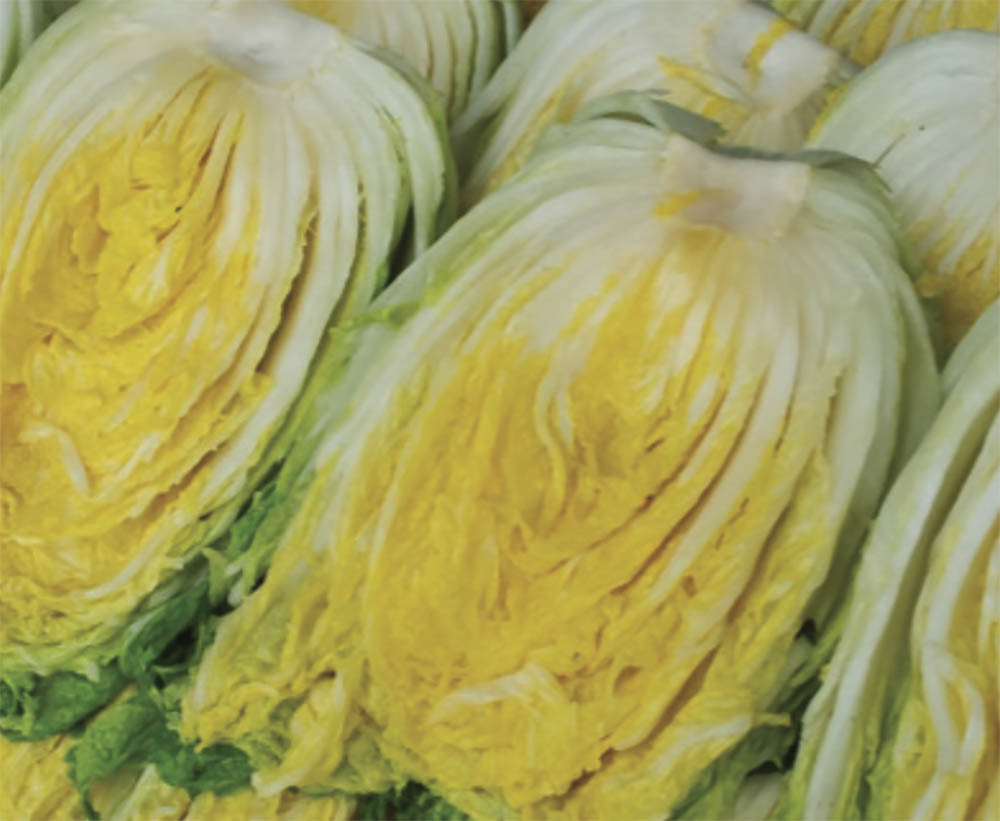 Kimchi cabbage : Spring - 봄배추 image 0