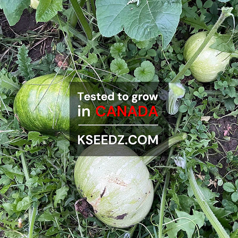 Pumpkin Old -맷돌호박 image 2