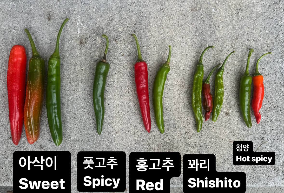 Pepper Green : Sweet - 아삭이 고추 image 2