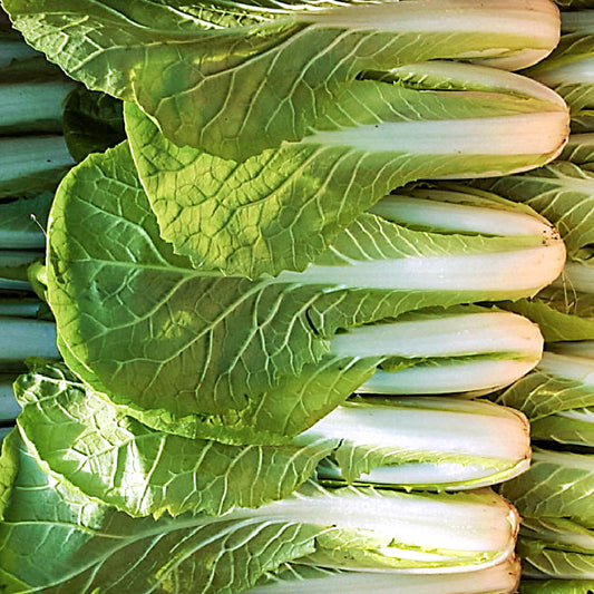 Cabbage Winter : Eolgali - 얼갈이 (엇갈이) 배추 image 0