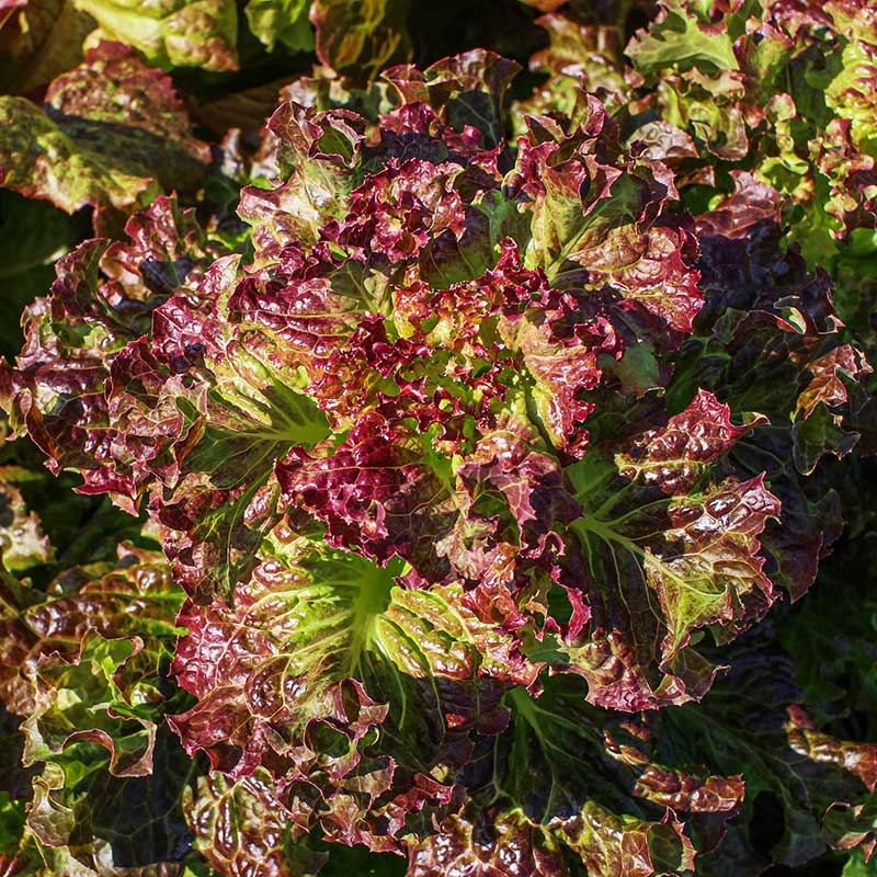 Lettuce red - 적축면 꽃상추 image 0