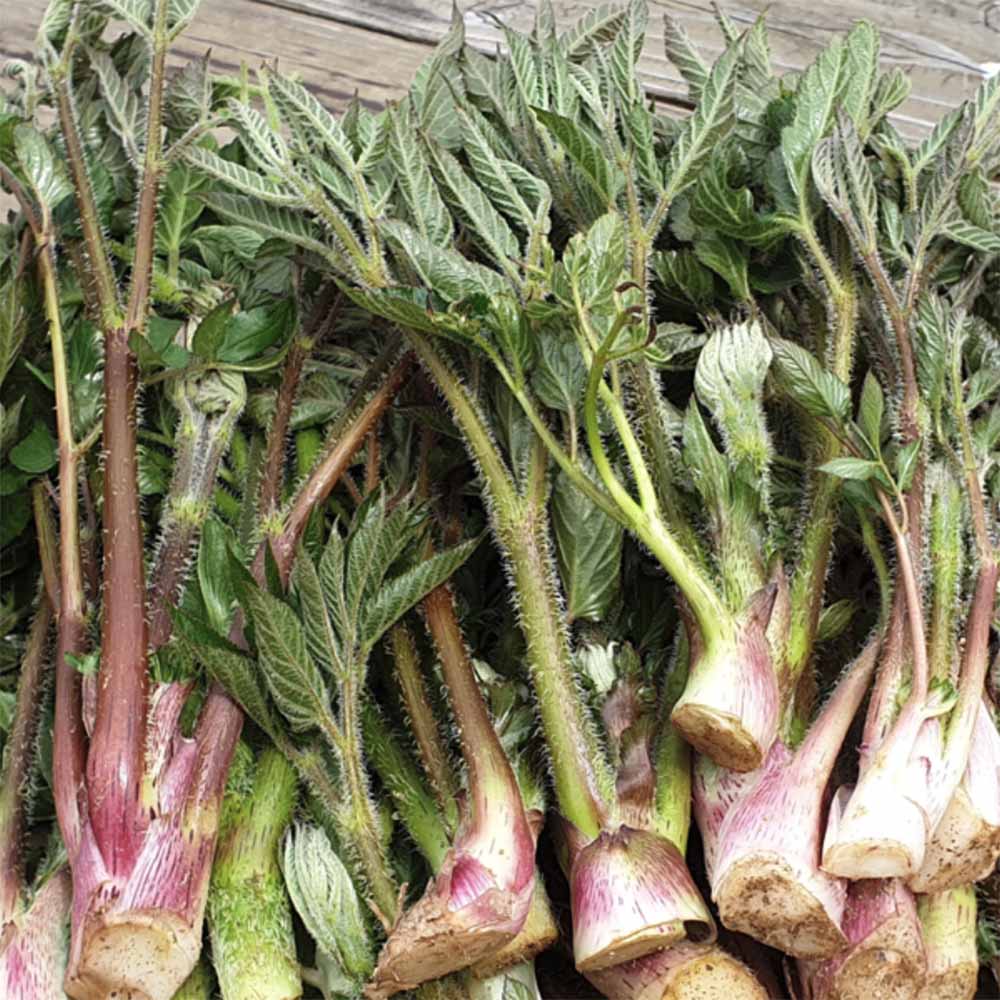 Manchurian angelica - 땅두릅 image 0