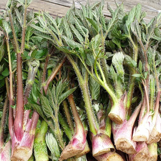 Manchurian angelica - 땅두릅 image 0