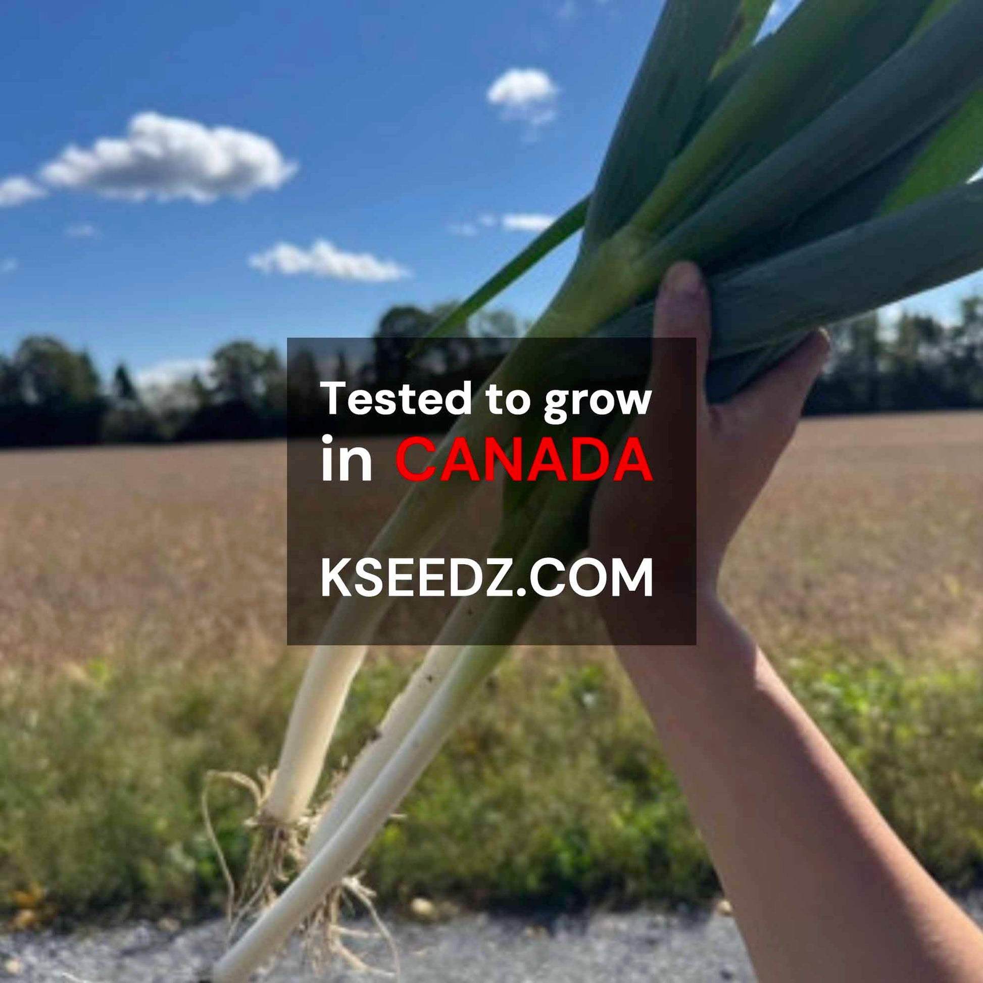 Bunching onion : Welsh - 대파 image 1