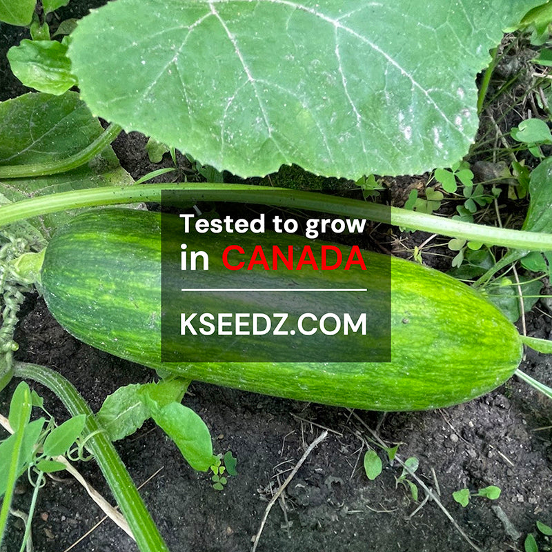 Zucchini Summer - 애호박 image 1