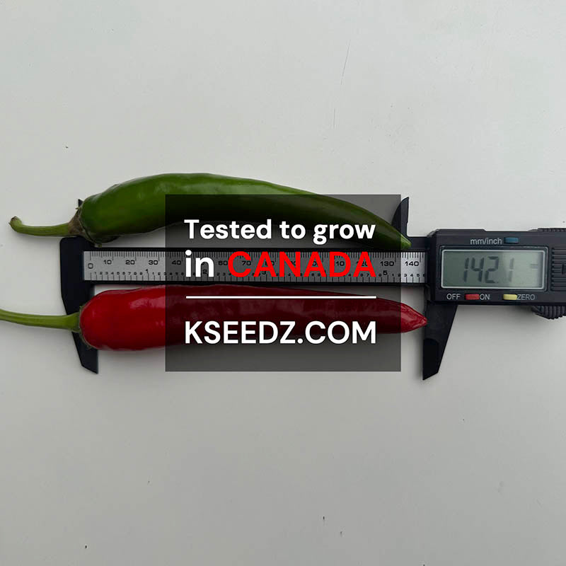 Pepper Red : Mild - 홍고추 image 2