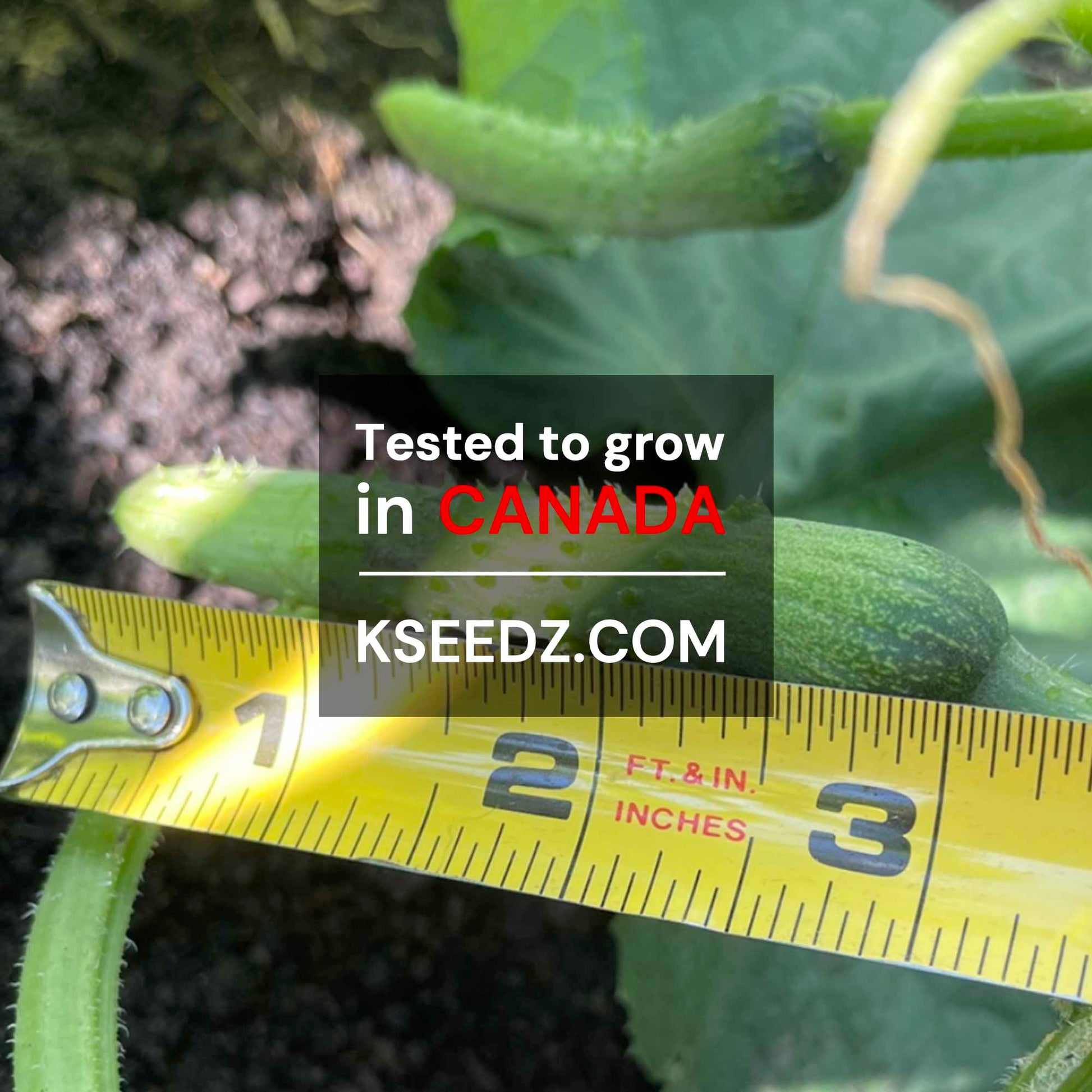 Cucumber - 백다다기 오이 image 2