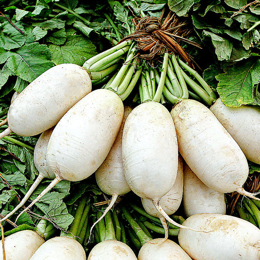 Radish : Kimchi (FALL) - 가을김장무 image 0