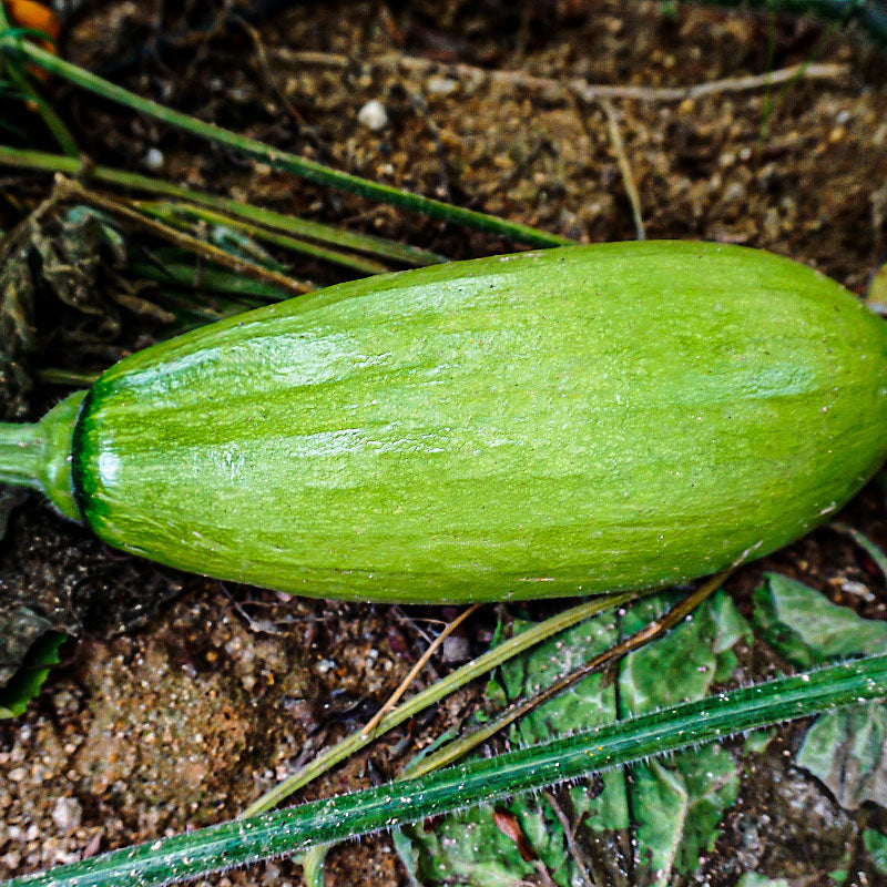 Zucchini Summer - 애호박 image 0