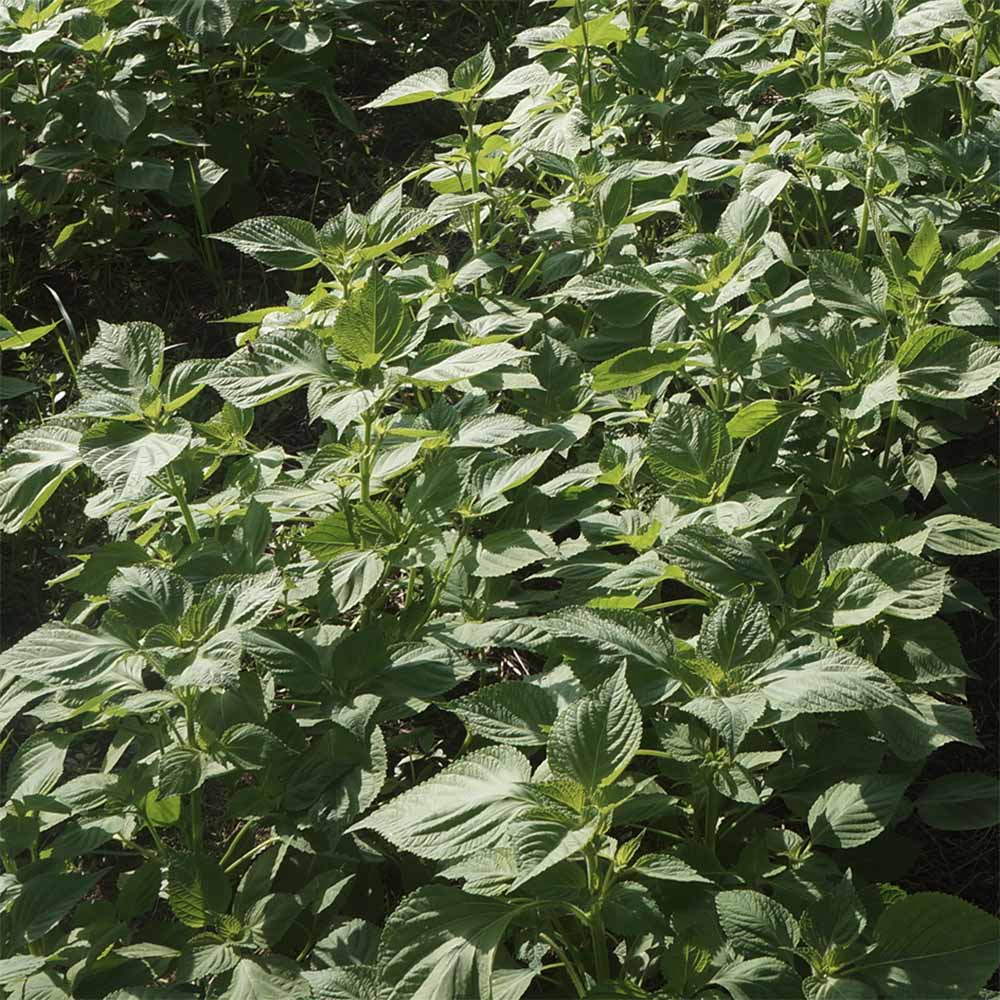 Perilla white - 흰들깨 image 0